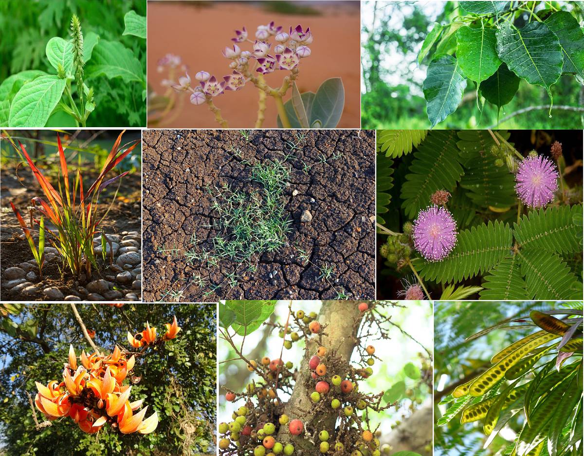 Nine Planets Plants Information Listing Navagraha Plants